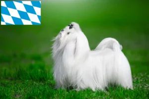 Lire la suite à propos de l’article Éleveurs de bichons maltais et chiots en Bavière