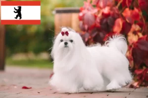 Lire la suite à propos de l’article Éleveurs de bichons maltais et chiots à Berlin