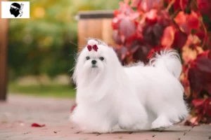 Lire la suite à propos de l’article Éleveurs de bichons maltais et chiots en Corse