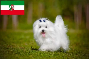 Lire la suite à propos de l’article Éleveurs de bichons maltais et chiots en Rhénanie-du-Nord-Westphalie
