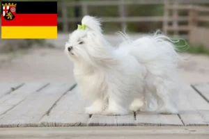 Lire la suite à propos de l’article Éleveurs de bichons maltais et chiots en Rhénanie-Palatinat