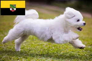 Lire la suite à propos de l’article Éleveurs de bichons maltais et chiots en Saxe-Anhalt