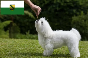 Lire la suite à propos de l’article Éleveurs de bichons maltais et chiots en Saxe