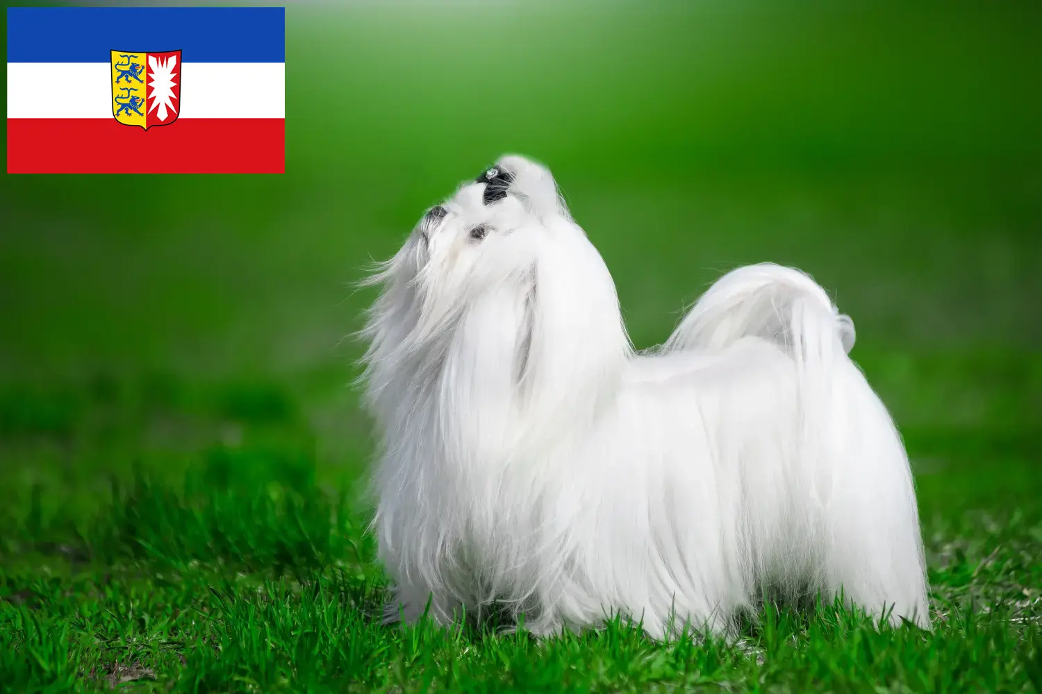 Bichon maltais chiots et éleveurs Schleswig-Holstein Ici, tu trouveras des éleveurs de bichons maltais dans le Schleswig-Holstein.