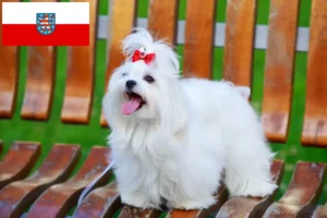 Lire la suite à propos de l’article Éleveurs de bichons maltais et chiots en Thuringe
