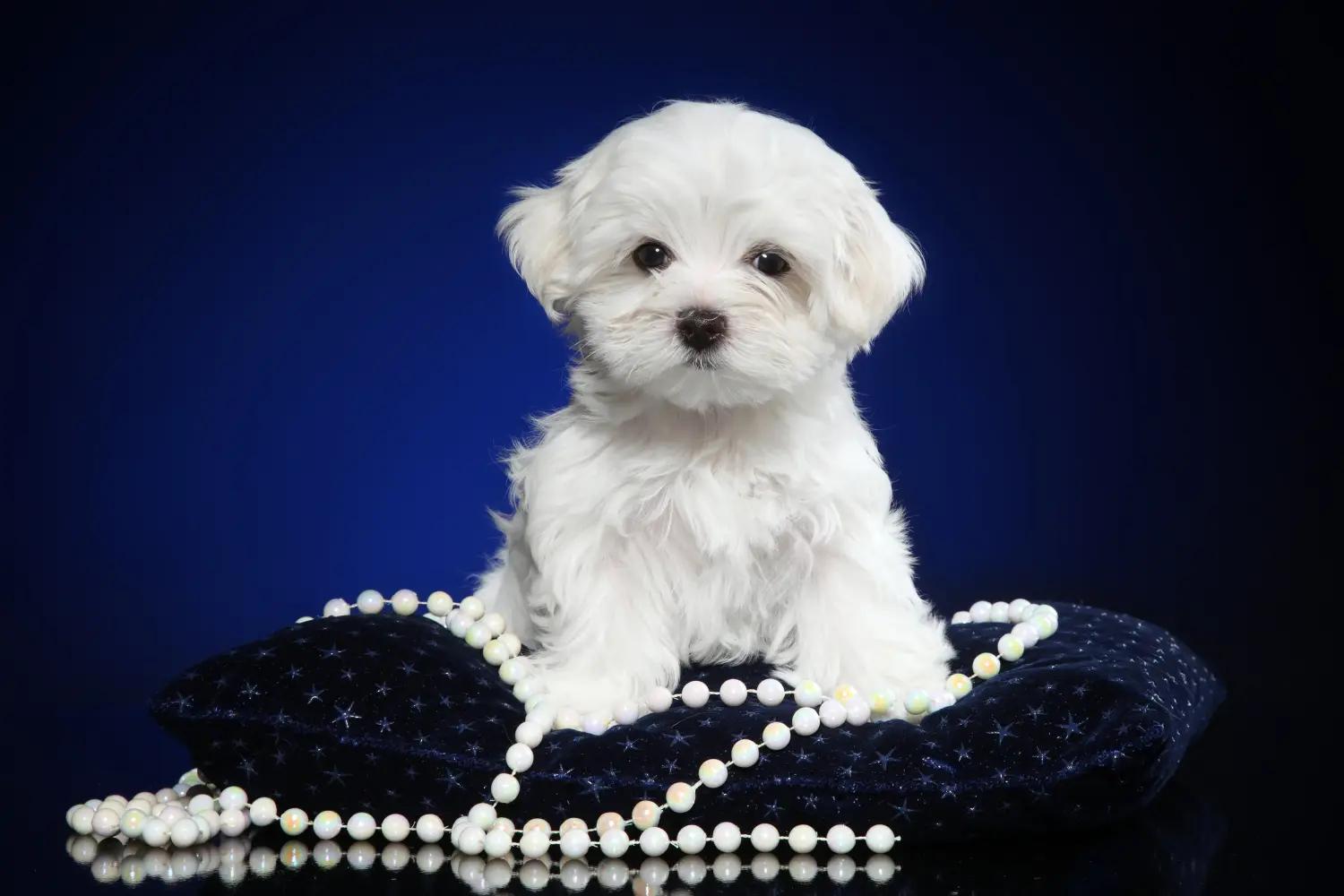 Acheter un chiot bichon maltais, c'est prendre ses responsabilités ! Acheter des chiots bichons maltais.