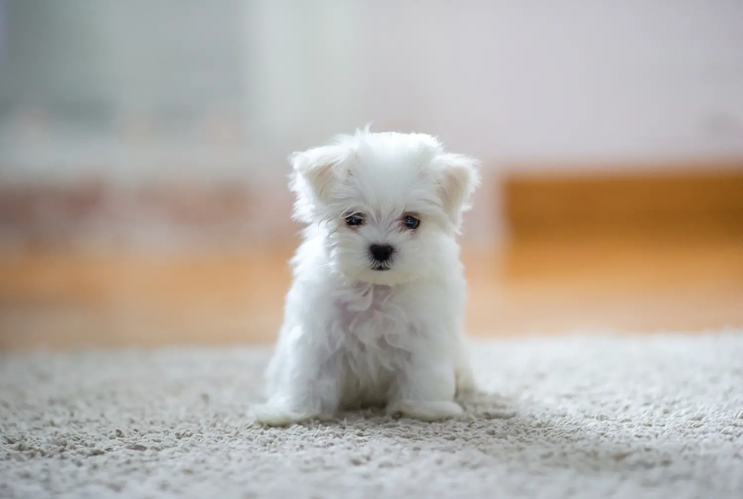 Acheter un chiot bichon maltais, c'est prendre ses responsabilités ! Acheter des chiots bichons maltais.