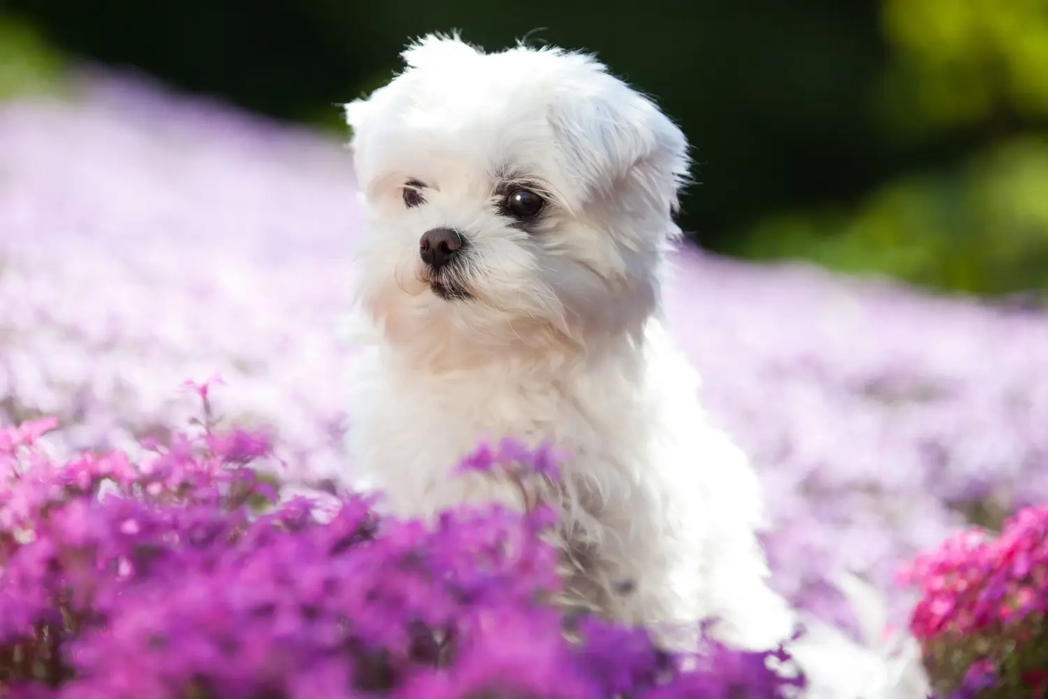 Acheter un chiot bichon maltais, c'est prendre ses responsabilités ! Acheter des chiots bichons maltais.