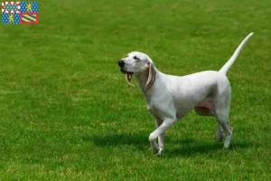 Lire la suite à propos de l’article Billy éleveurs et chiots en Bourgogne-Franche-Comté