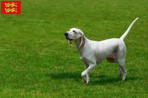 Lire la suite à propos de l’article Éleveurs et chiots de Billy en Normandie