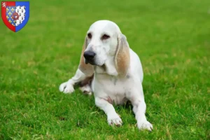 Lire la suite à propos de l’article Billy Éleveurs et chiots en Pays de la Loire