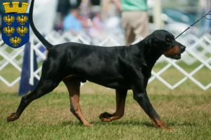 Lire la suite à propos de l’article Black and Tan Coonhound éleveurs et chiots en Basse-Autriche