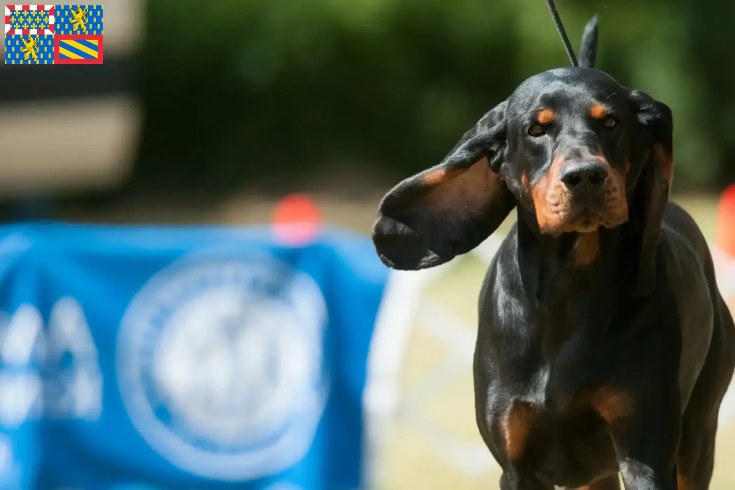 Black and Tan Coonhound chiots et éleveurs Bourgogne-Franche-Comté Ici tu trouves des éleveurs de Black and Tan Coonhounds en Bourgogne-Franche-Comté.