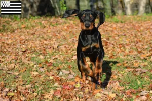 Lire la suite à propos de l’article Black and Tan Coonhound éleveurs et chiots en Bretagne
