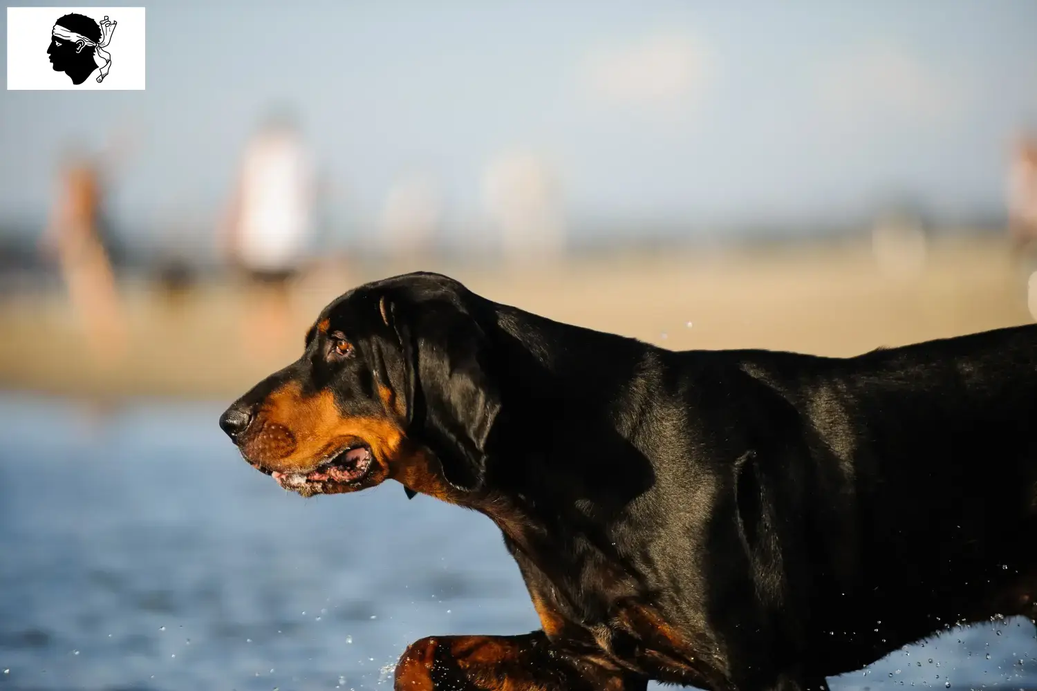 Black and Tan Coonhound chiots et éleveurs Corse Ici tu trouves des éleveurs de Black and Tan Coonhounds en Corse.