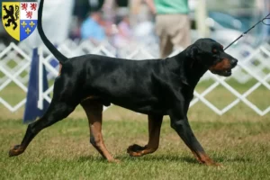 Lire la suite à propos de l’article Black and Tan Coonhound Éleveurs et chiots en Hauts-de-France