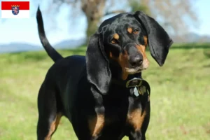 Lire la suite à propos de l’article Black and Tan Coonhound Éleveurs et chiots en Hesse