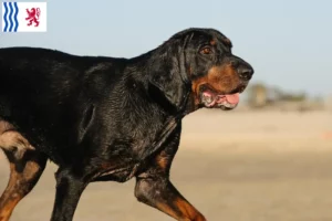 Lire la suite à propos de l’article Black and Tan Coonhound éleveurs et chiots en Nouvelle-Aquitaine
