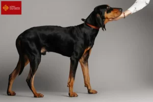 Lire la suite à propos de l’article Black and Tan Coonhound éleveurs et chiots en Occitanie