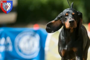 Lire la suite à propos de l’article Black and Tan Coonhound Éleveurs et chiots en Pays de la Loire