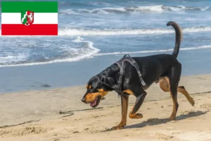 Lire la suite à propos de l’article Black and Tan Coonhound Éleveurs et chiots en Rhénanie-du-Nord-Westphalie