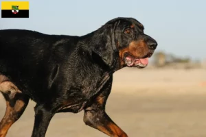 Lire la suite à propos de l’article Black and Tan Coonhound éleveurs et chiots en Saxe-Anhalt