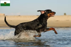 Lire la suite à propos de l’article Black and Tan Coonhound éleveurs et chiots en Saxe