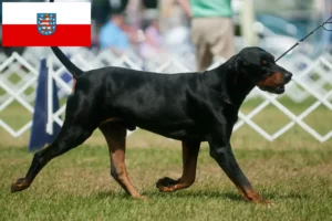 Lire la suite à propos de l’article Black and Tan Coonhound éleveurs et chiots en Thuringe