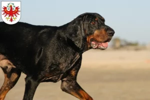 Lire la suite à propos de l’article Black and Tan Coonhound éleveurs et chiots au Tyrol
