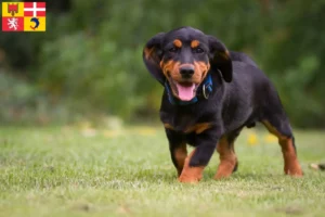 Lire la suite à propos de l’article Blaireau des Alpes éleveurs et chiots en Auvergne-Rhône-Alpes