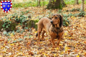 Lire la suite à propos de l’article Blaireau des Alpes éleveurs et chiots en Centre-Val de Loire