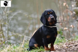 Lire la suite à propos de l’article Blaireau des Alpes éleveur et chiots en Corse