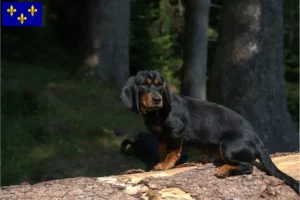 Lire la suite à propos de l’article Blaireau des Alpes éleveurs et chiots en Île-de-France
