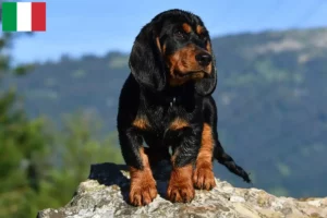 Lire la suite à propos de l’article Blaireau des Alpes éleveurs et chiots en Italie