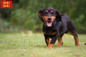 Lire la suite à propos de l’article Blaireau des Alpes éleveurs et chiots en Normandie