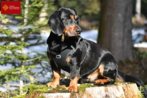 Lire la suite à propos de l’article Blaireau des Alpes éleveurs et chiots en Occitanie
