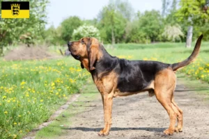 Lire la suite à propos de l’article Éleveurs de bloodhounds et chiots en Baden-Württemberg