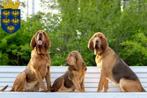 Lire la suite à propos de l’article Éleveurs de bloodhounds et chiots en Basse-Autriche