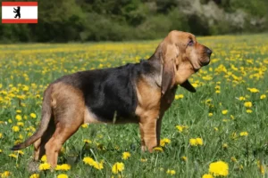 Lire la suite à propos de l’article Éleveurs de bloodhounds et chiots à Berlin