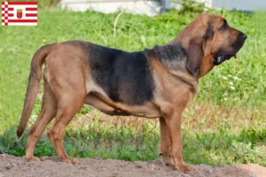 Lire la suite à propos de l’article Éleveurs de bloodhounds et chiots à Brême