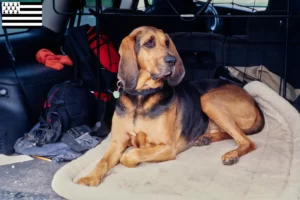 Lire la suite à propos de l’article Éleveurs de bloodhounds et chiots en Bretagne