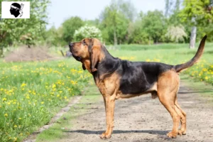 Lire la suite à propos de l’article Éleveurs de bloodhounds et chiots en Corse