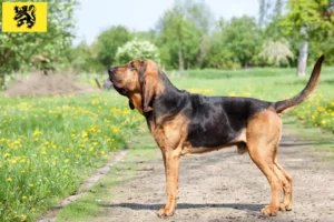 Lire la suite à propos de l’article Éleveurs de bloodhounds et chiots en Flandre