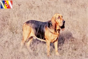 Lire la suite à propos de l’article Éleveurs de bloodhounds et chiots en Grand Est