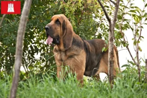 Lire la suite à propos de l’article Éleveurs de bloodhounds et chiots à Hambourg