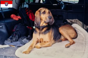 Lire la suite à propos de l’article Éleveurs de bloodhounds et chiots en Hesse