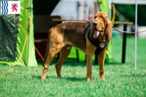 Lire la suite à propos de l’article Éleveurs de bloodhounds et chiots en Nouvelle-Aquitaine