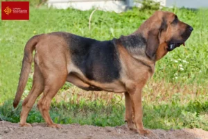 Lire la suite à propos de l’article Éleveurs de bloodhounds et chiots en Occitanie