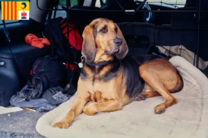 Lire la suite à propos de l’article Éleveurs de bloodhounds et chiots en Provence-Alpes-Côte d’Azur