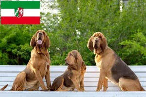 Lire la suite à propos de l’article Éleveurs de bloodhounds et chiots en Rhénanie-du-Nord-Westphalie